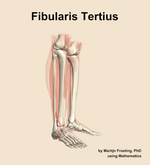 The fibularis tertius muscle of the leg - orientation 10