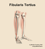 The fibularis tertius muscle of the leg - orientation 11