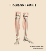 The fibularis tertius muscle of the leg - orientation 12