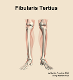 The fibularis tertius muscle of the leg - orientation 13