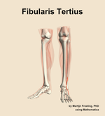 The fibularis tertius muscle of the leg - orientation 14