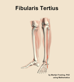 The fibularis tertius muscle of the leg - orientation 15