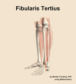 The fibularis tertius muscle of the leg - orientation 16