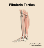 The fibularis tertius muscle of the leg - orientation 2