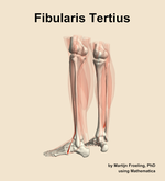 The fibularis tertius muscle of the leg - orientation 3