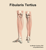 The fibularis tertius muscle of the leg - orientation 4