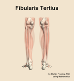 The fibularis tertius muscle of the leg - orientation 5