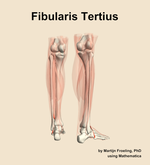 The fibularis tertius muscle of the leg - orientation 6