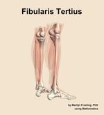 The fibularis tertius muscle of the leg - orientation 7