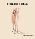 The fibularis tertius muscle of the leg - orientation 8