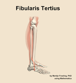 The fibularis tertius muscle of the leg - orientation 9