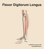 The flexor digitorum longus muscle of the leg - orientation 1