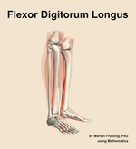 The flexor digitorum longus muscle of the leg - orientation 10