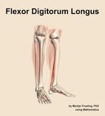 The flexor digitorum longus muscle of the leg - orientation 11