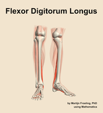 The flexor digitorum longus muscle of the leg - orientation 12