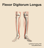 The flexor digitorum longus muscle of the leg - orientation 13