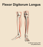 The flexor digitorum longus muscle of the leg - orientation 14