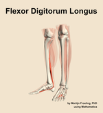 The flexor digitorum longus muscle of the leg - orientation 15