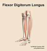 The flexor digitorum longus muscle of the leg - orientation 16