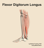 The flexor digitorum longus muscle of the leg - orientation 2