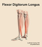 The flexor digitorum longus muscle of the leg - orientation 3