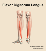 The flexor digitorum longus muscle of the leg - orientation 4