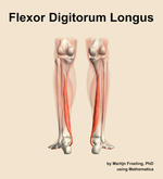 The flexor digitorum longus muscle of the leg - orientation 5