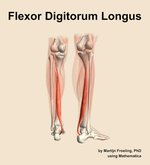 The flexor digitorum longus muscle of the leg - orientation 6