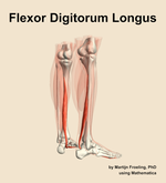 The flexor digitorum longus muscle of the leg - orientation 7