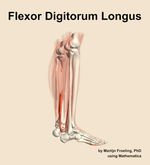 The flexor digitorum longus muscle of the leg - orientation 8