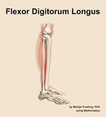 The flexor digitorum longus muscle of the leg - orientation 9