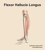 The flexor hallucis longus muscle of the leg - orientation 1