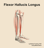 The flexor hallucis longus muscle of the leg - orientation 10