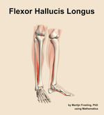 The flexor hallucis longus muscle of the leg - orientation 11