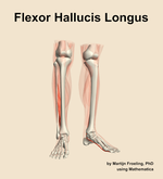 The flexor hallucis longus muscle of the leg - orientation 12