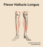 The flexor hallucis longus muscle of the leg - orientation 13