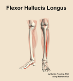 The flexor hallucis longus muscle of the leg - orientation 14