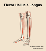 The flexor hallucis longus muscle of the leg - orientation 15