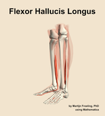 The flexor hallucis longus muscle of the leg - orientation 16