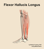 The flexor hallucis longus muscle of the leg - orientation 2