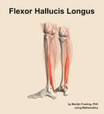 The flexor hallucis longus muscle of the leg - orientation 3