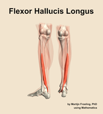 The flexor hallucis longus muscle of the leg - orientation 4