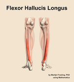 The flexor hallucis longus muscle of the leg - orientation 5