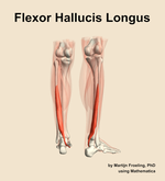 The flexor hallucis longus muscle of the leg - orientation 6