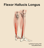 The flexor hallucis longus muscle of the leg - orientation 7