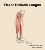 The flexor hallucis longus muscle of the leg - orientation 8