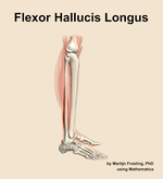 The flexor hallucis longus muscle of the leg - orientation 9