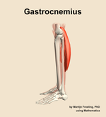 The gastrocnemius muscle of the leg - orientation 1