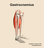 The gastrocnemius muscle of the leg - orientation 10