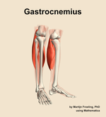 The gastrocnemius muscle of the leg - orientation 11
